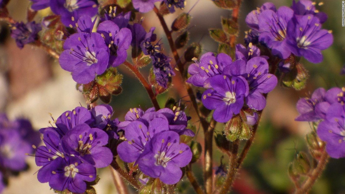 160223113143-05-death-valley-wildflowers-super-169