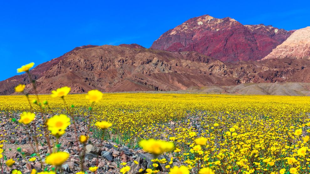 skyglow-amargosa-superbloom-gold-wildflowers-jpg-990x0_q80_crop-smart