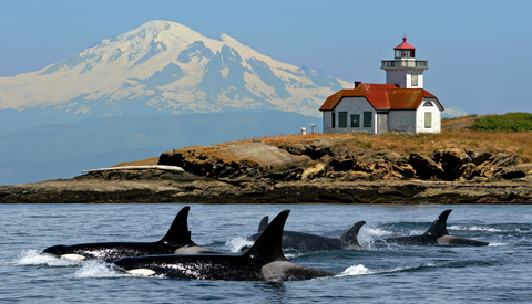 Port-Townsend-San-Juan-Island-with-Whale-Watching