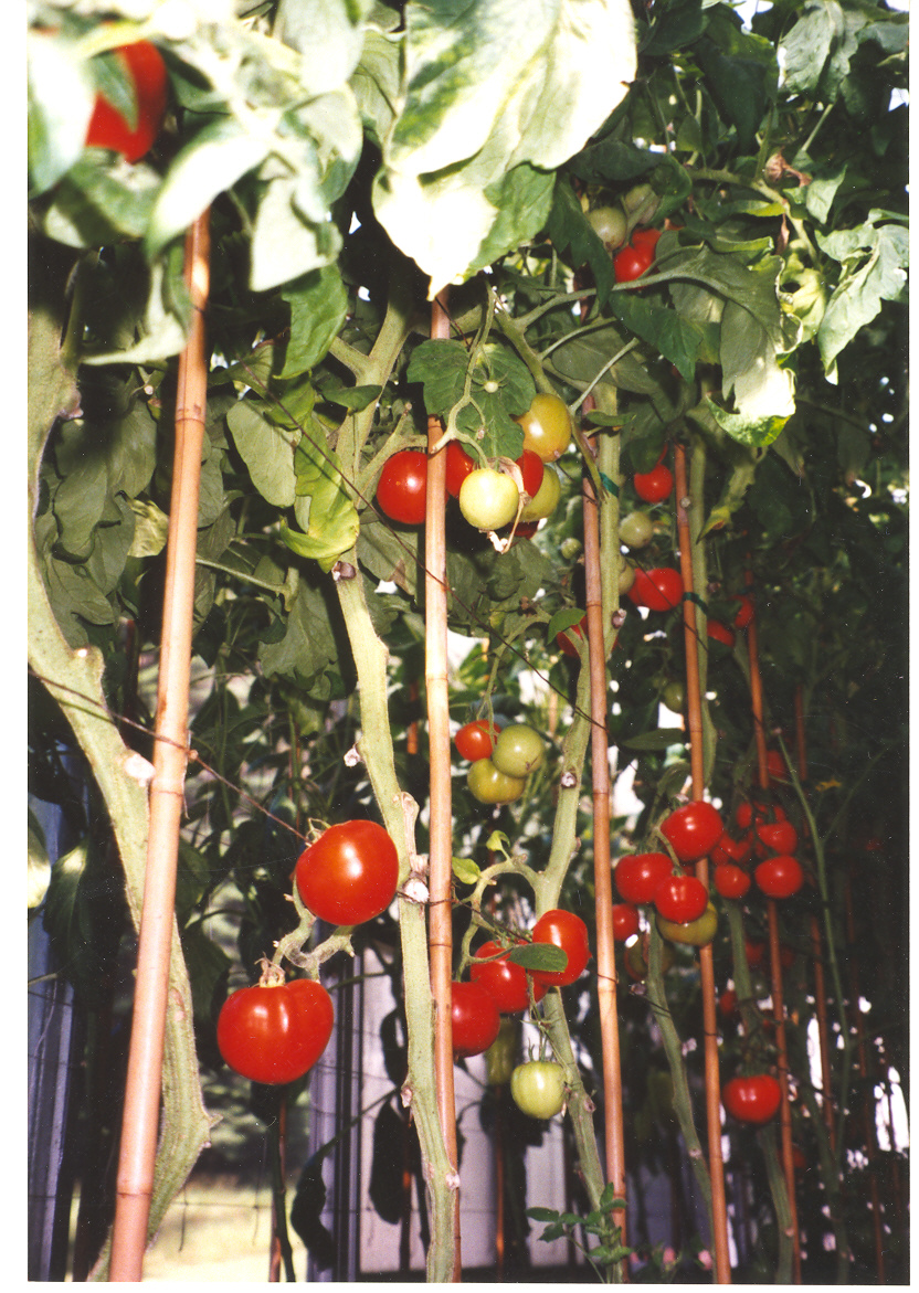 Ripe Tomatoes 2