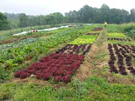 Living Roots Ecovillage