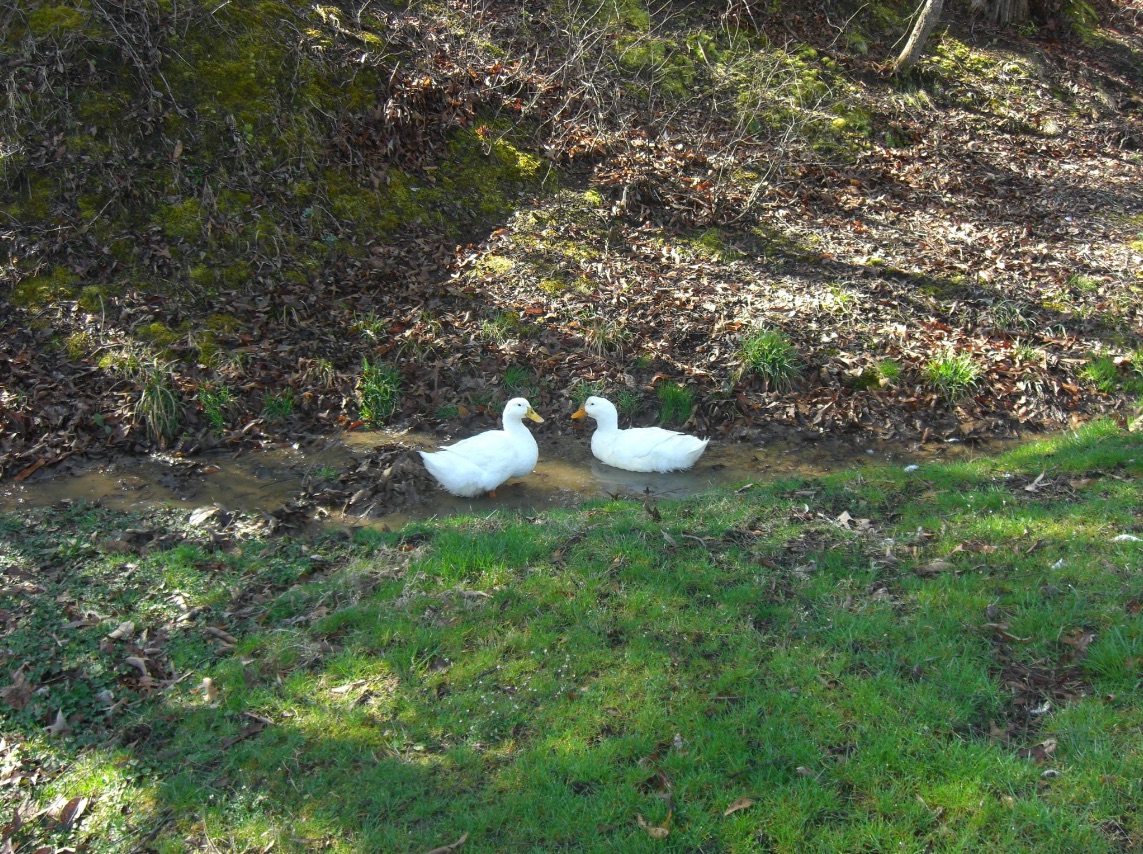 ducks 3greenfields